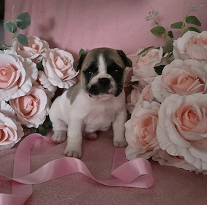  Wunderschöne Französische Bulldogge Hündin 