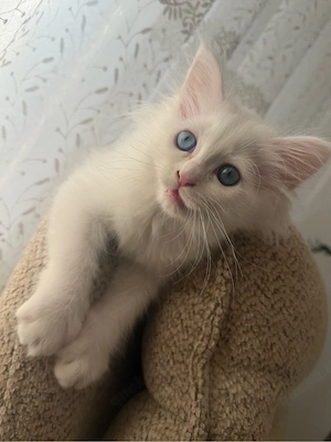 Binma katze