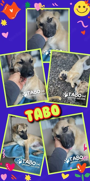 fröhlicher, lieber, menschenbezogener, hübscher Welpenjunge "Tabo" sucht ein Zuhause