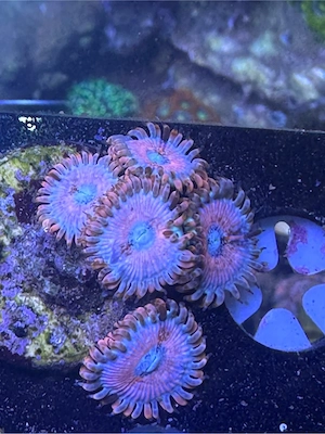 Zoanthus Seduction Koralle Meerwasser 