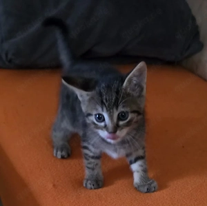 Kitten  EKH