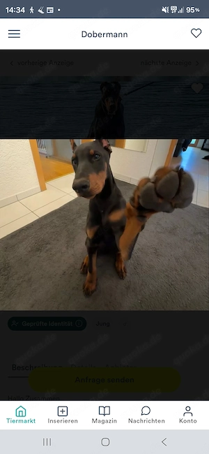 Dobermann Rüde sehr lieb 
