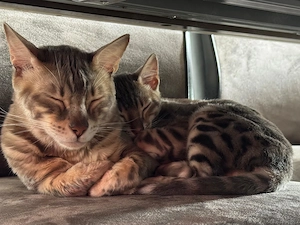 Bengalkater Geschwister 
