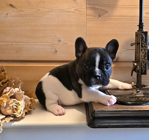  Wunderschöner Französische-Bulldogge-Rüde aus liebevoller Hobbyzucht   Reservierung