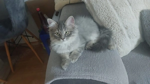 wuschliges BLH Kitten 