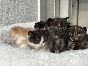 Babykatzen 