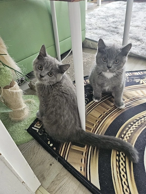 Britische Katzen
