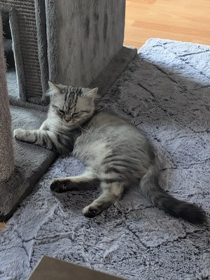 süßer BLH Kitten 