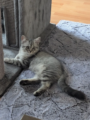 BLH Katerchen 