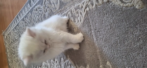 BLH kitten suchen ein zuhause