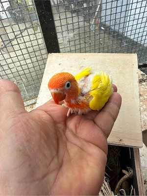Pfirsichköpfchen