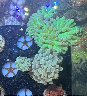 Euphyllia paraancora Gold Koralle Meerwasser