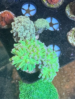 Eupyllia Sp. Koralle Meerwasser