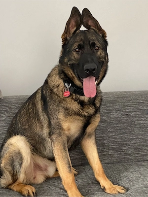 Schäfferhund 