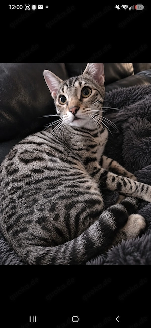 Bengal Katze 7 Monate 