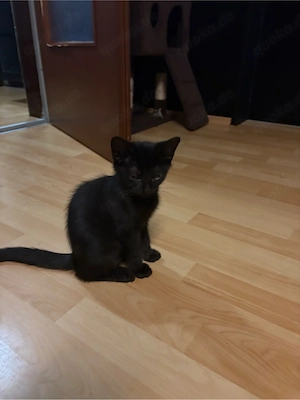 Maine Coon Mix Kitten Kater