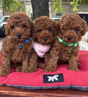 toy pudel zwergpudel pudel welpen Abgabebereit!!ähnli. wie maltipoo havapoo Malteser 