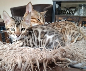 Wunderschöne reinrassige Bengal Kater suchen ein liebevolles Zuhause