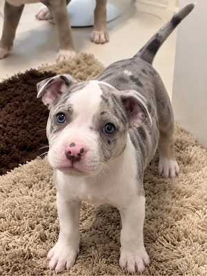 american bully hündin 