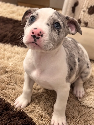 american bully hündin 