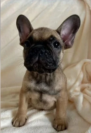 Französische Bulldogge, Welpe