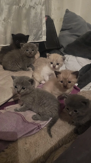 bkh kitten