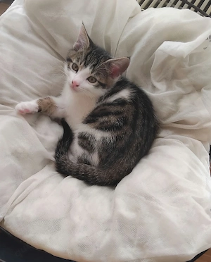  Katzen zu verschenken  langhaar