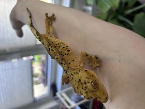 Yellow super Dalmatian 1.0 Kronengecko 
