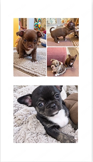 4 Reinrassige Chihuahua Welpen Weiblich suchen ihr für immer Zuhause