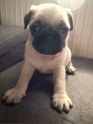 Wir suchen ein neues, liebevolles Zuhause für unseren Hund     