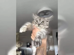 XXL Maine Coon Kitten