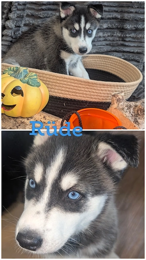 Huskymixwelpen Ende Oktober abzugeben 