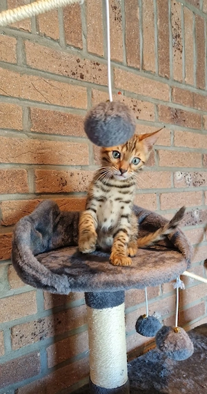 Bengal kitten männlich 
