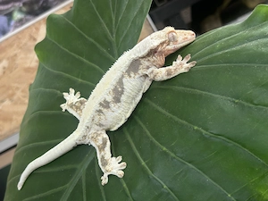 Kronengecko 0.1 Sable Lilly White 