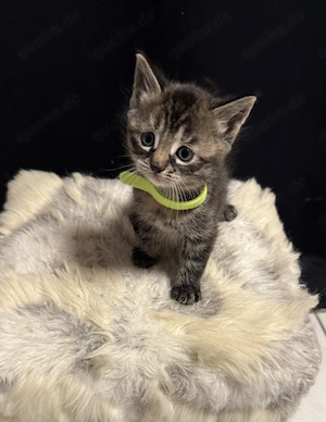 Main Coon Mix Babies