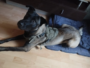 Belgischer Schäferhund ab zugeben gegen kl. Geld 150