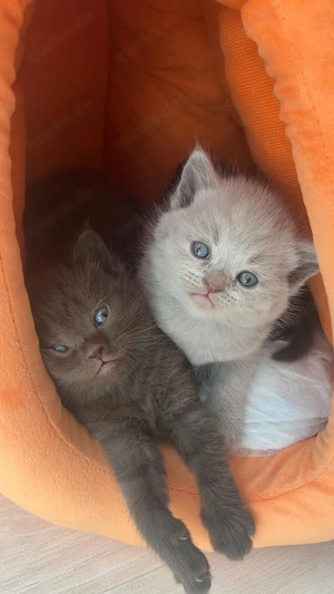 Bkh kitten   katzen katern