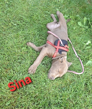 Bullador (Labrador Retriever u. Old english Bulldog)
