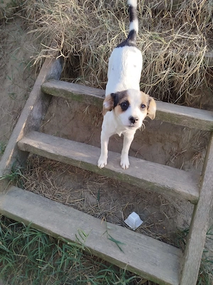 Holly - Sonnenscheinchen sucht Zuhause