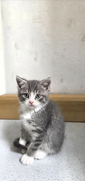Süße BKH Kätzchen(1 Junge & 5 Mädchen) suchen ein liebevolles Zuhause