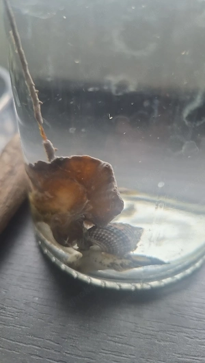 Meerwasser Schnecken