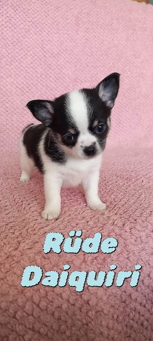 Chihuahuawelpen auf Familiensuche