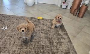 Maltipoo Welpen