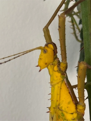 Heteropteryx Dilatata GELB, Dschungelnymphe, Phasmiden, Selten