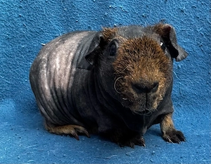 Skinny Pig Kastrat 4 Monate Meerschweinchen