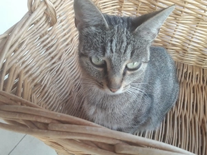Katzen Dame 3 Jahre alt