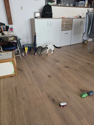 katzen Baby 