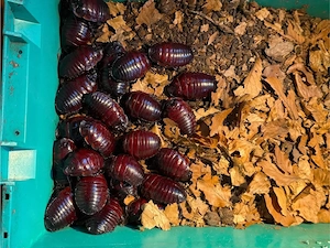 20% Sale: Macropanesthia Rhinoceros, Rhinozeros Schabe, Angebot