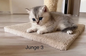 BKH - Kitten 