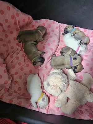 Mops Welpen Altdeutsche Mops Welpen 